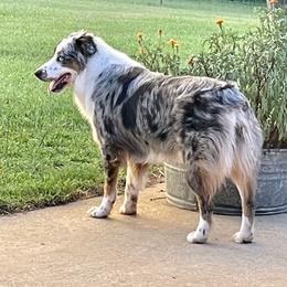 Tessa - Australian Shepherd
