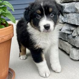 Bradley - Black tri-color male Australian Shepherd puppy in Loda, Illinois from Pilcher Farms
