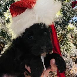 Puppy 1 - Black female Whoodle puppy in Corinth, Maine from Whoodles of Maine