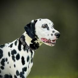 Mary - Dalmatian