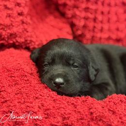 Teal Girl - Black female Labrador Retriever puppy in Colorado from Albrecht Farms Labrador Retrievers
