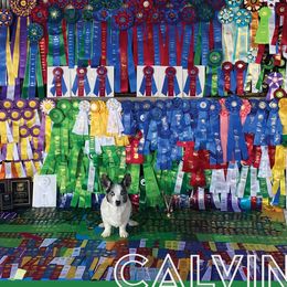 Cardigan Welsh Corgis from Crux Cardigans