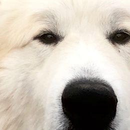 Chief not breeding until 2023 - Great Pyrenees