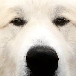 Chief not breeding until 2023 - Great Pyrenees