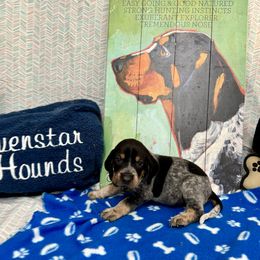 Boy 6 - Bluetick Coonhound puppy from Evenstar-WesRidge Bluetick Hounds