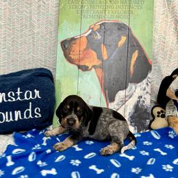 Boy 6 - Bluetick Coonhound puppy from Evenstar-WesRidge Bluetick Hounds