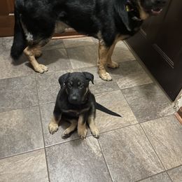 German Shepherd Puppies from Drachenhaus Shepherds