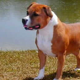 Staffordshire Bull Terriers from Aran Isle Staffords