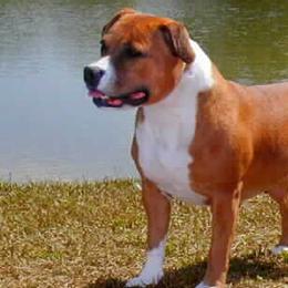 Staffordshire Bull Terriers from Aran Isle Staffords