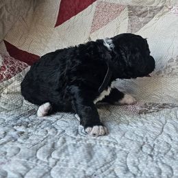 Bernedoodle Puppies from Joyful Pastures Homestead