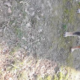 Celeste - Australian Cattle Dog