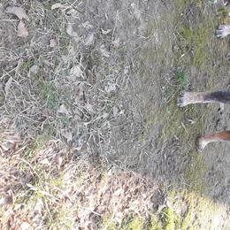 Celeste - Australian Cattle Dog
