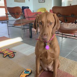 Vizsla Puppies from Virag Vizsla