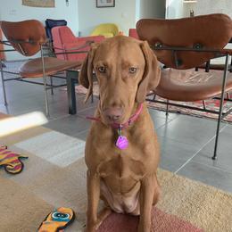 Vizsla Puppies from Virag Vizsla