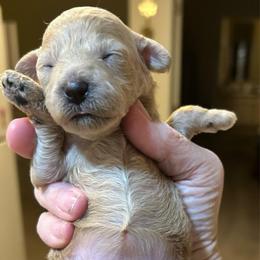 Ella - Cream female Poodle puppy in Mineral Wells, Texas from S.H.A.R.P.’s Toy Poodles