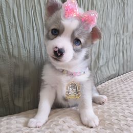 MILA - Gray and white female Pomsky puppy in Hesperia, California from My Pomsky Palace