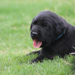 Boy 2 - Black male Labrador Retriever puppy in Four Oaks, North Carolina from TLC Retrievers