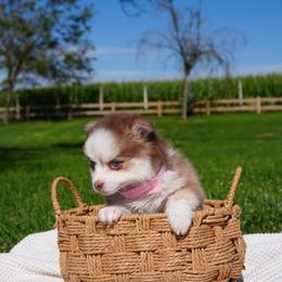Hazel - Chocolate female Pomsky puppy in Hughson, California from 209 Pomskies