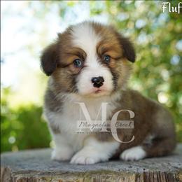 Dexter (Fluff) - Red male Pembroke Welsh Corgi puppy in Straughn, Alabama from Magnolia Creek Corgis