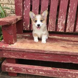 Doris - Sable female Pembroke Welsh Corgi puppy in Anton, Texas from X Bar's Lil Legs of Texas