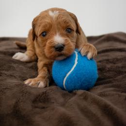 Sage Yellow - Red  female Goldendoodle puppy in Lafayette, Alabama from Sweethaven Kennels