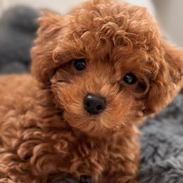 Beck - Poodle