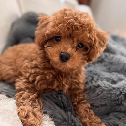 Beck - Poodle