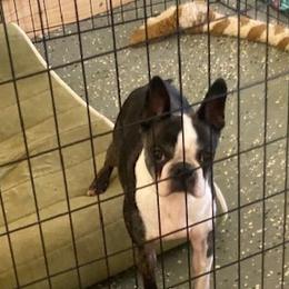 Patti - Boston Terrier