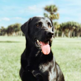 Zora - Labrador Retriever