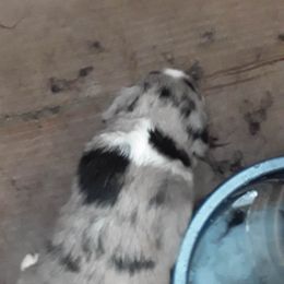 Girl 3 - Blue merle Miniature Australian Shepherd puppy in St. Louis, Missouri from Spotted Rump Ranch
