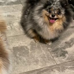Pomeranians from Nhu Nguyen's Pomeranians