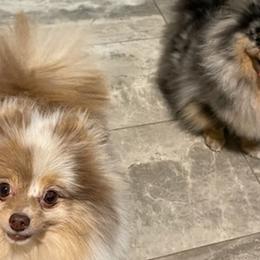 Pomeranians from Nhu Nguyen's Pomeranians