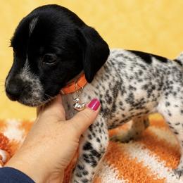 Orange collar AVAILABLE - Black roan male German Shorthaired Pointer puppy in Hardeman County, Tennessee from Howell Farm GSP