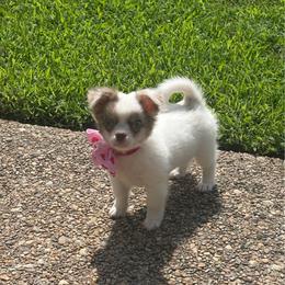 Cove - Merle female Chihuahua puppy in Gloucester, Virginia from Charlotte's Web of Chihuahuas