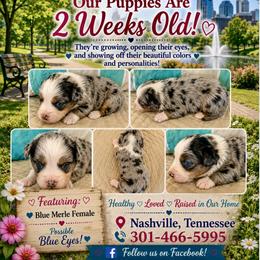 Girl blue merle - Blue merle female Miniature Australian Shepherd puppy in Nashville, Tennessee from Little B’s Aussies