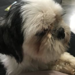 Wookiee - Shih Tzu