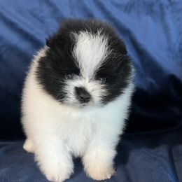 Pomeranian Puppies from Country Lane Kennels