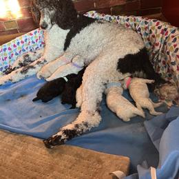 Poodle Puppies from Amanda Winrotte