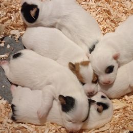 Jack Russell Terriers from Whitehouse Jack Russells
