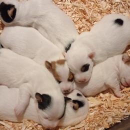 Jack Russell Terriers from Whitehouse Jack Russells