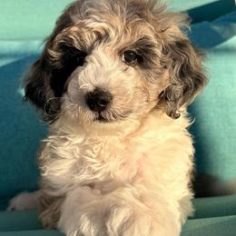 Paisley - Merle female Sheepadoodle puppy in Roseburg, Oregon from Sharon’s Sheepadoodle’s