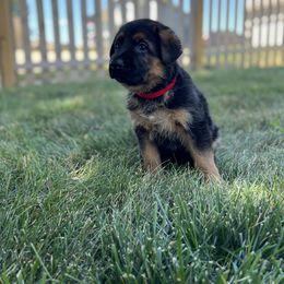 German Shepherd Puppies from Zwinger vom Schneider Wald