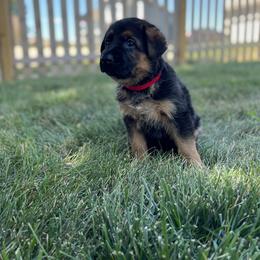 German Shepherd Puppies from Zwinger vom Schneider Wald