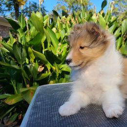 Shetland Sheepdog Puppies from Winterfell Shetland Sheepdogs