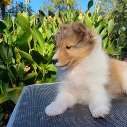 Shetland Sheepdog Puppies from Winterfell Shetland Sheepdogs
