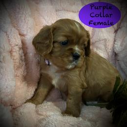 AKC Purple Collar - Ruby female Cavalier King Charles Spaniel puppy in Augusta, Wisconsin from My Little Pups
