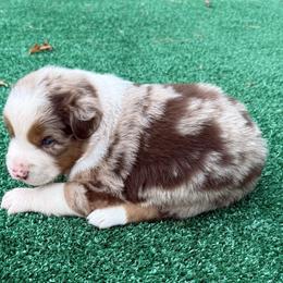 Cooper - Red merle male Australian Shepherd puppy in Mount Vernon, Texas from RJ's Aussie Posse
