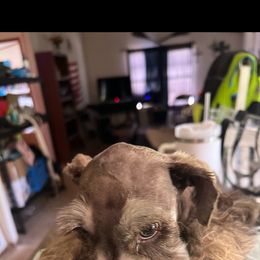 Miniature Schnauzer Puppies from Templin Pups