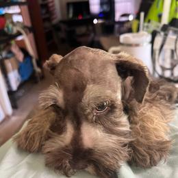 Miniature Schnauzer Puppies from Templin Pups