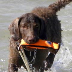 Chesapeake Bay Retrievers from Carol's Chesapeake Bay Retrievers